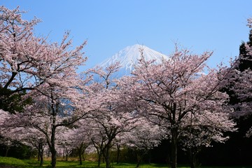 富士山と桜