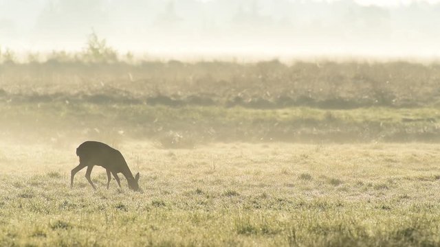 Reh im Morgennebel, Mai