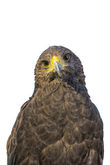 Portrait of golden eagle (Aquila chrysaetos) on a white background