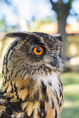 Portrait of Eagle owl (Bubo bubo)