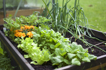 Raised Bed with vegetables