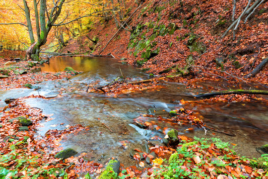 Fototapeta Autumn forest in the mountains