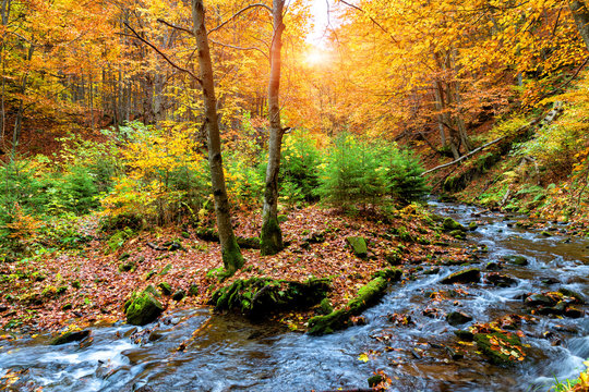 Fototapeta Autumn forest in the mountains