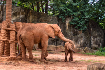 Fototapeta na wymiar Africa Elephant Coating Her Baby with Sand