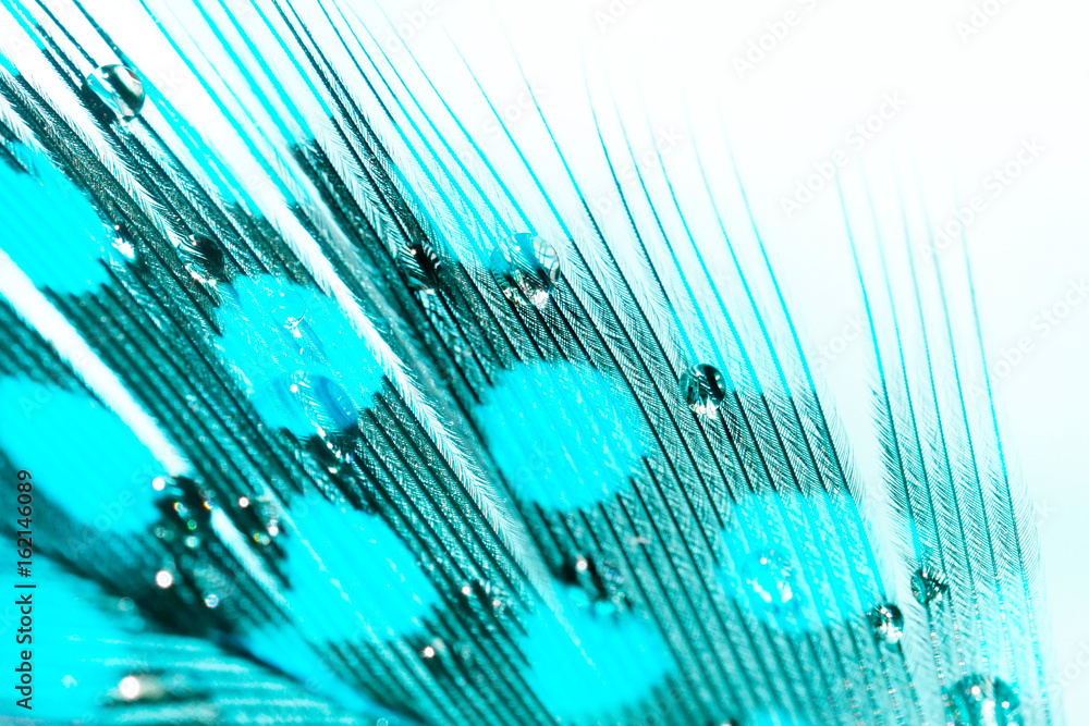 Poster texture of bird feather turquoise color with spotted pattern with water drops macro with selective f