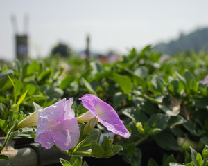 pink flower with garden background.