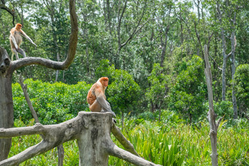 Side view of adult male proboscis monkey sitting on the wood. Labuk bay, Sabah, Borneo island. Travel Malaysia