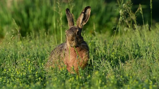 Feldhase auf Nahrungssuche in Wiese, Mai