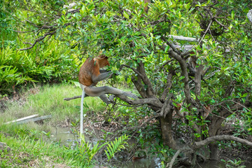 Adult male proboscis monkey sitting on the tree branch outdoors. Labuk bay, Sabah, Borneo island. Travel Malaysia