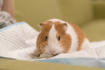 キャベツを食べるモルモット