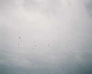 Birds in the sky