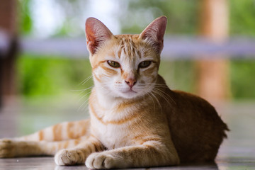 Cat brown