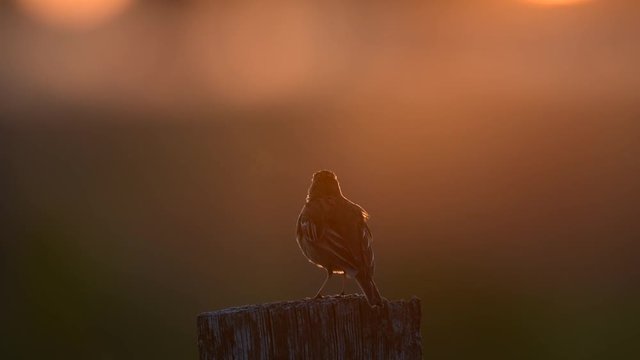 Wiesenpieper singt und putzt sich bei Sonnenaufgang, Juni