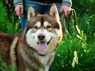 Summer Husky dog portrait