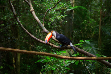Colorful tucan