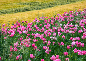 Obraz premium Mohn und Weizen