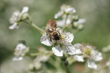 Biene auf einer Brombeerblüte beim Nektarsammeln