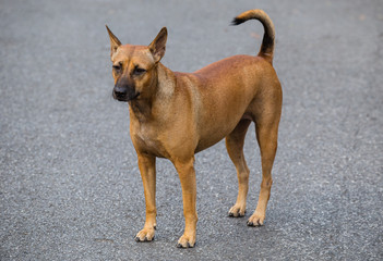 Image of a brown dog on street in Bangkok