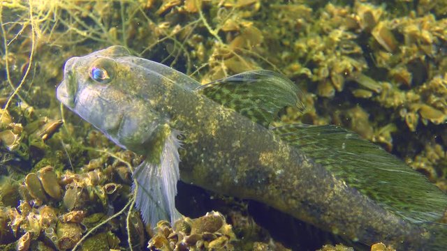 Black goby (Gobius niger): male in nuptial attire shows a threat.
