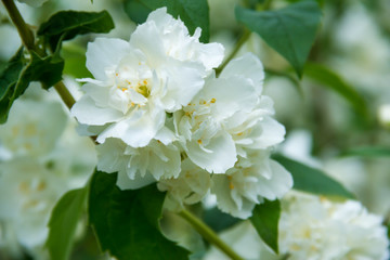 Obraz na płótnie Canvas jasmine flowers in spring