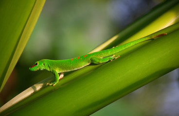 Green gecko