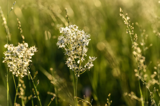 Tavolga white flowers meadow