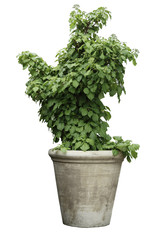 Green plant in a pot.