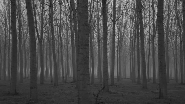 Creepy Woods Pan Left To Right