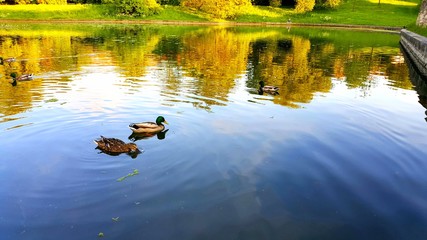 Enten am Abend