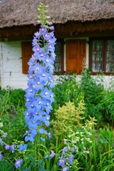 Fototapeta na wymiar Delphinium - blue delphinium in garden - larkspur 