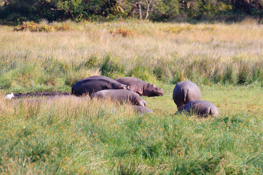 Herd of hippos sleeping, Kruger National Park, South Africa
