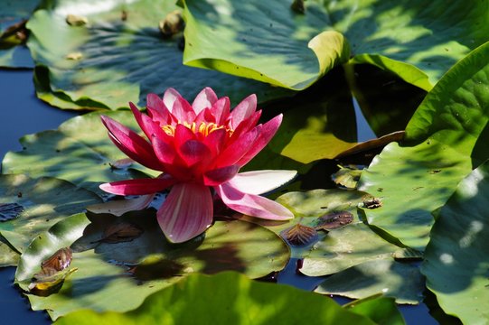 Nymphaea ( water lilies) - waterlily.  Aquatic vegetation, water plants