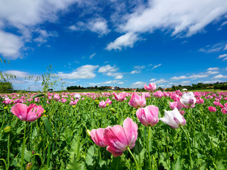 Mohnblüte Grandenborn am Hohen Meissner
