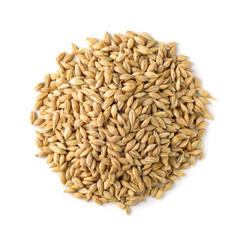 Top view of barley grains