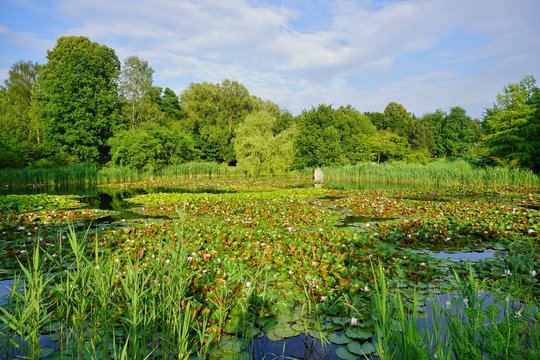 Nymphaea ( water lilies) - waterlily.  Aquatic vegetation, water plants