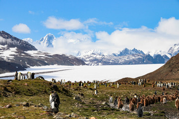 King penguins in Fortuna Bay, South Georgia, Antarctica © evenfh