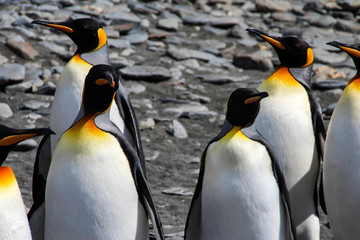 Obraz premium King penguins in Fortuna Bay, South Georgia, Antarctica
