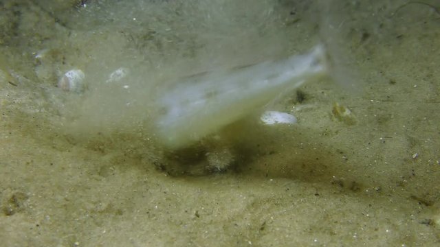 Fish Sand goby or Monkey goby (Neogobius fluviatilis) buries into the sandy soil.
