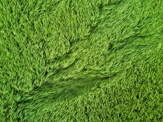 top view of rice field