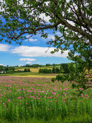 Mohnblüte bei Grandenborn Hoher Meissner
