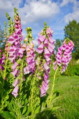 digitalis purpurea - colorful foxglove flowers
