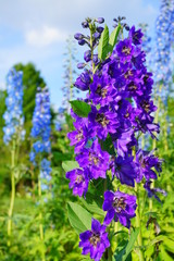 Delphinium - blue delphinium in garden - larkspur
