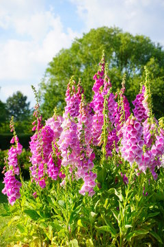 digitalis purpurea - colorful foxglove flowers
