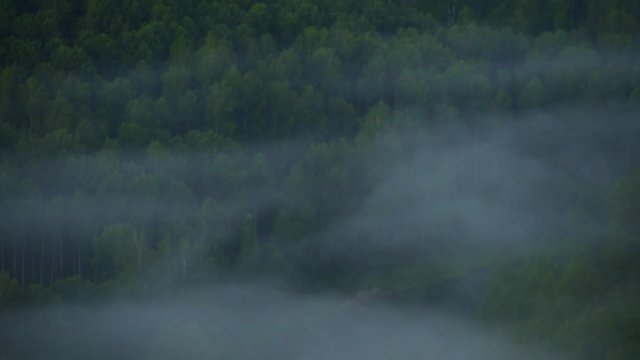 Singing birds at dawn. Mountain landscape and pine forest.