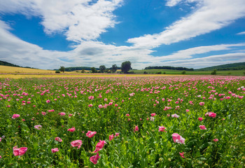 Mohnblüte bei Grandenborn Hoher Meissner