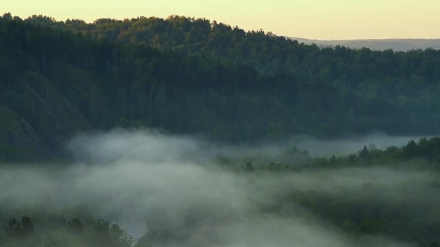 Singing birds at dawn. Mountain landscape and pine forest.