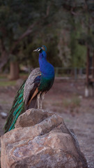 Posing Peacock