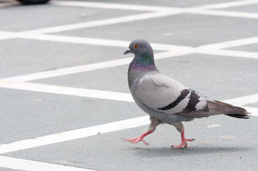 City bird pigeon