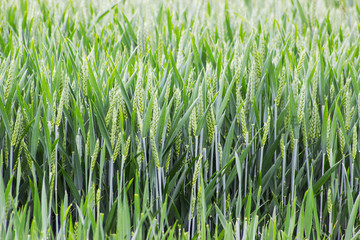 Field of wheat shining with dewdrops