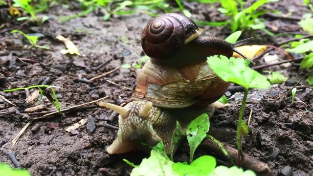 Wild snails on the woods